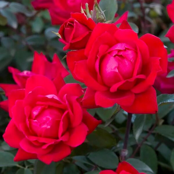 The Red Double Knock Out® Rose Live Shrubs with Vibrant Cherry Red Blooms (1 Gallon) - Image 2